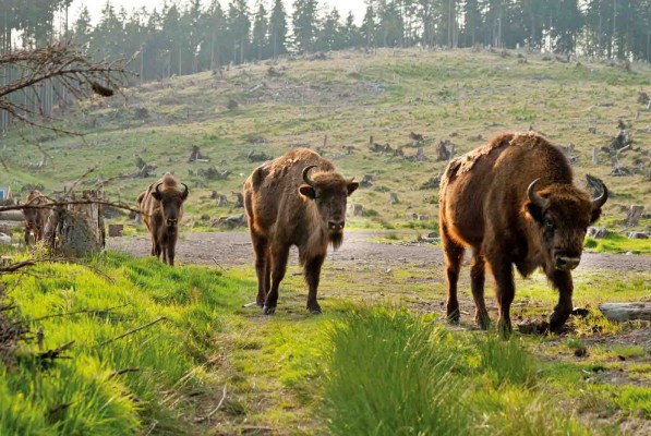 Wisent Wildnis am Rothaarsteig © Kur - & Freizeit GmbH, Schmallenberger Sauerland