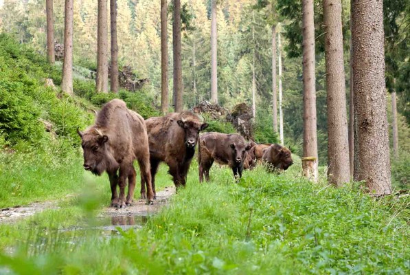 Wisent Wildnis © Kur - & Freizeit GmbH, Schmallenberger Sauerland